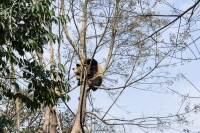 Panda -ChengDu Pandas Base, China