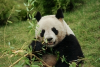 Pandas géants Beauval, France