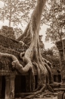 cambodia, Ta Prohm Temple, angkor